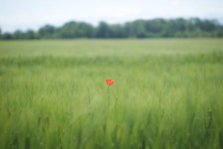Orange flower standing out in the middle of a green field