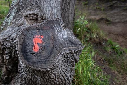 footprint on tree