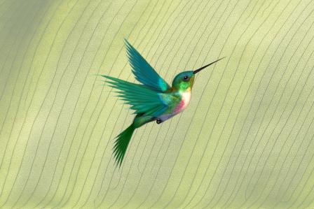 hummingbird