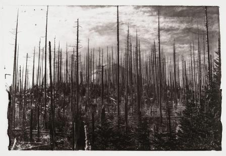 tree's deforested in black and white