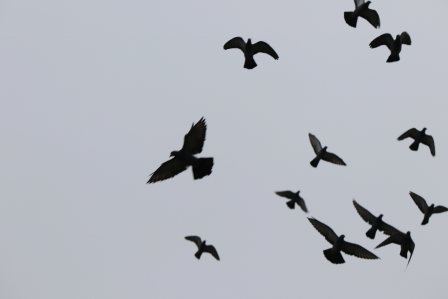 Birds flying