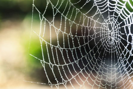 Spider web with water droplets.