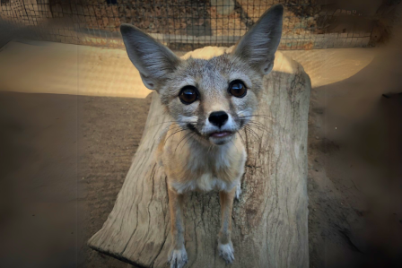 San Joaquin kit fox. 
