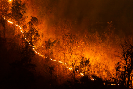 Wildfire