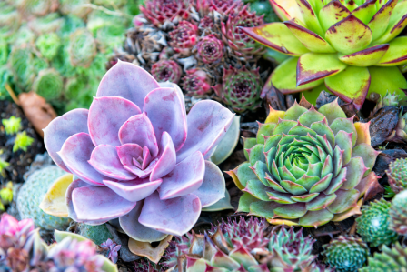Succulent