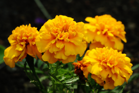 Marigolds