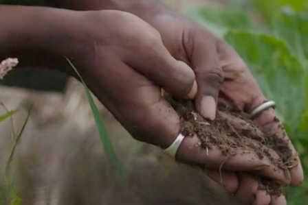 Black hands holding soil