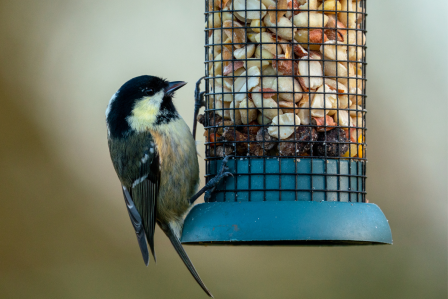 Bird eating from a bird feeder