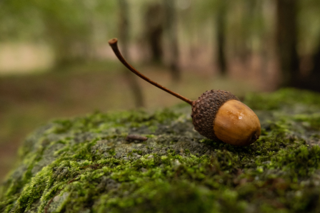 Acorn in the forrest