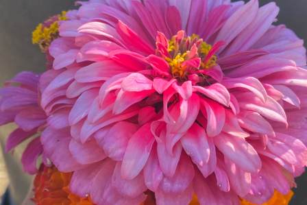 Pink flower