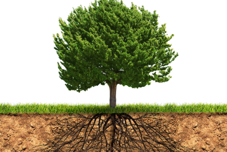 Tree with roots showing