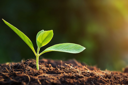 Plant in growing in soil with sunlight 