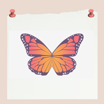 butterfly