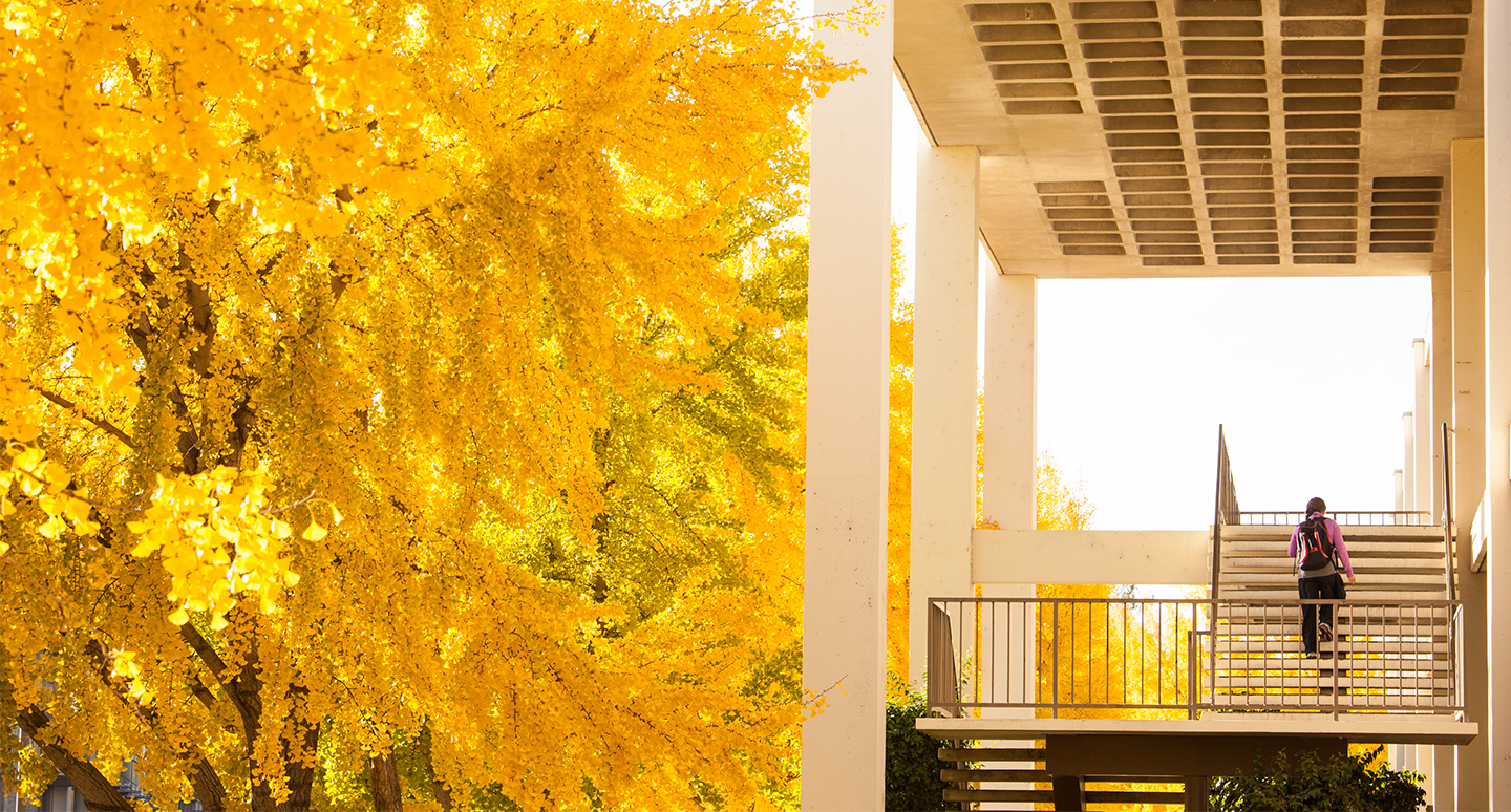 Student walking up a staircase outside with the trees golden with their fall leaves.