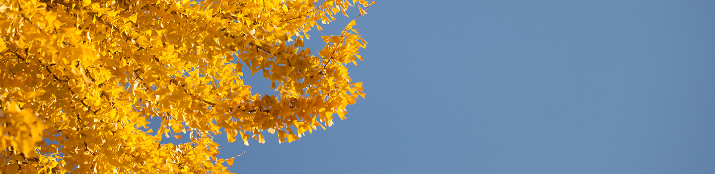 autumn leaves on tree