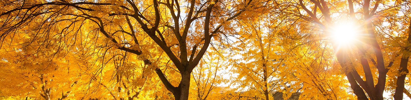 autumn trees on campus