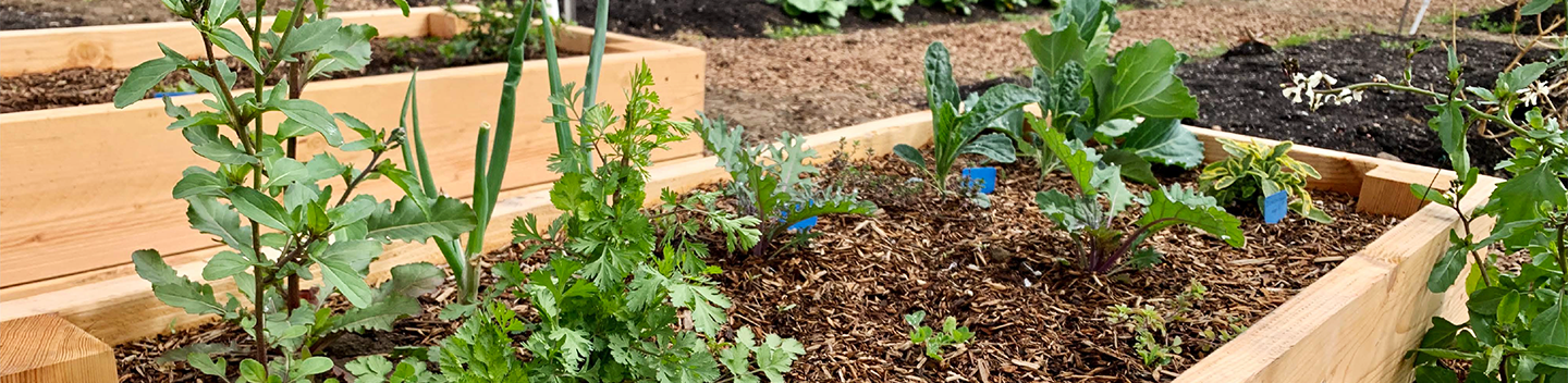 community garden