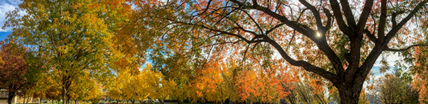 Gold and orange trees 