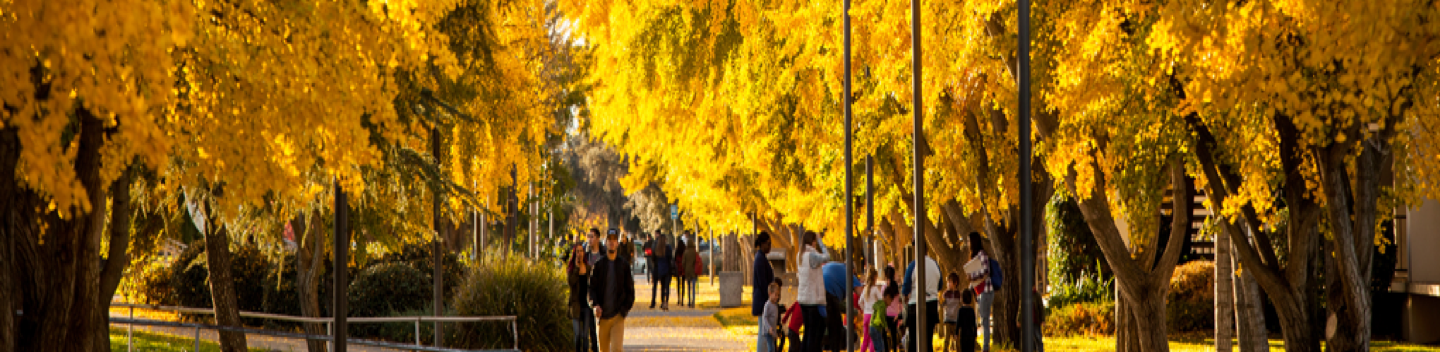 trees with golden leaves with a pathway down the center