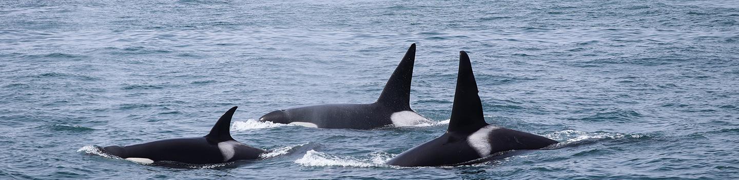 A pod of orcas surface in the ocean.