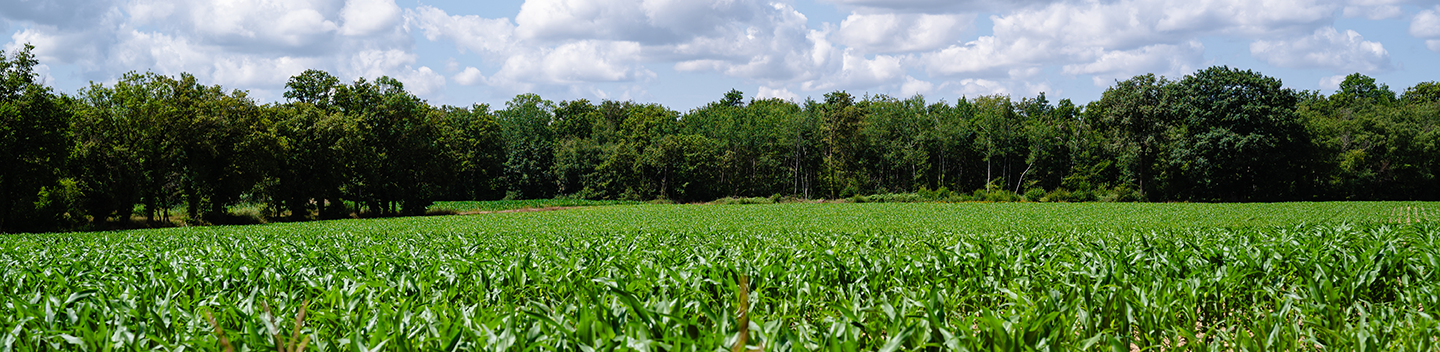 Corn Field