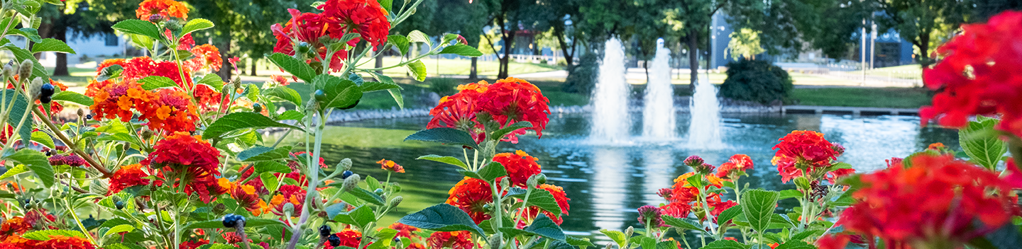 flowers by reflecting pond