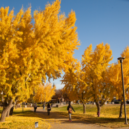 Stan State campus in the fall. 
