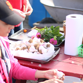 students working with vegetables in the garden