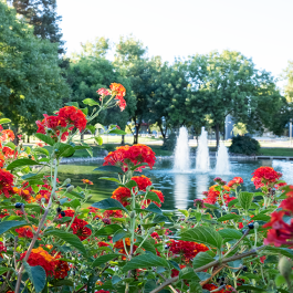 flowers around reflection pond