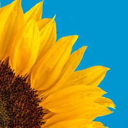 Sunflower against a blue background