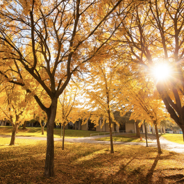 fall trees on campus