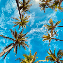 various palm trees and a bright blue sky.
