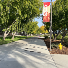 Trees lining both sides of a campus walkway.