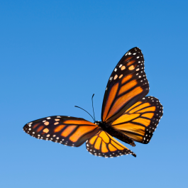 Graphic of a monarch butterfly.