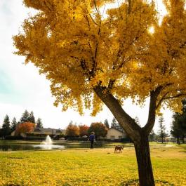 Campus fall scenery 