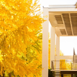 A bright yellow tree with a full canopy of leaves.