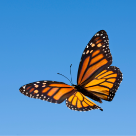 Monarch Butterfly.