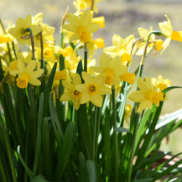 Yellow flowers