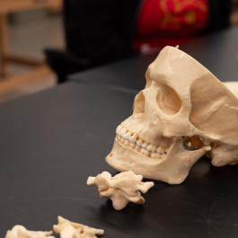 An anatomy lab table with a model skull and vertebrae used for studying the human skeletal system.