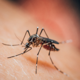 A close-up of a Mosquito on a person's flesh