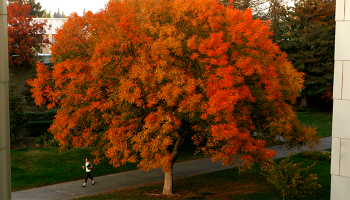 autumn tree outside MSR building