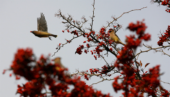 birds on tree