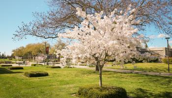 Tree at Stan State