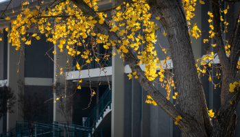 Fall leaves outside the Science 1 Building