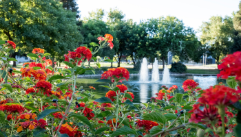 Red flowers along the Reflection Pond lakeside.