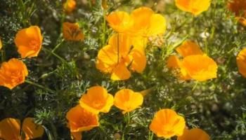 Native California Poppy Flower