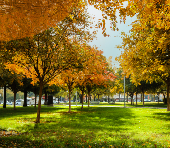 Landscape photography of trees on the Stan State main campus.