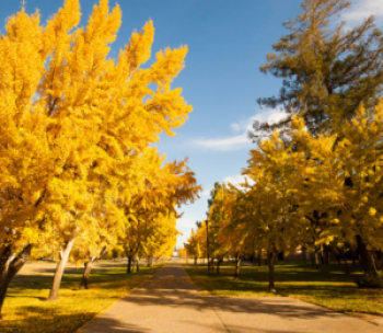 Warrior way pathway on a beautiful fall morning.