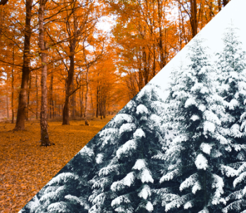 A forest with autumn foliage compared to a winter snow covered forest.