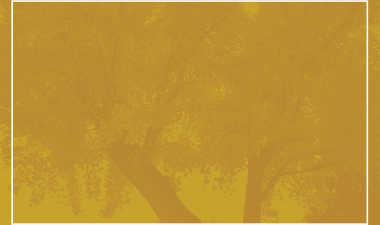 thumbnail Fridays for fall